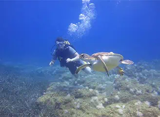 Side Scuba Diving Tour with Underwater Museum